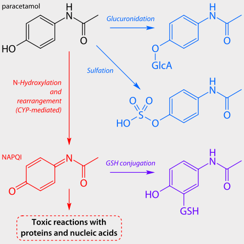 Paracetemol Metabolism image: Parecetamol Metabolism