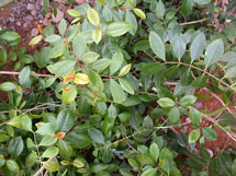 Catha edulis, a flowering plant.