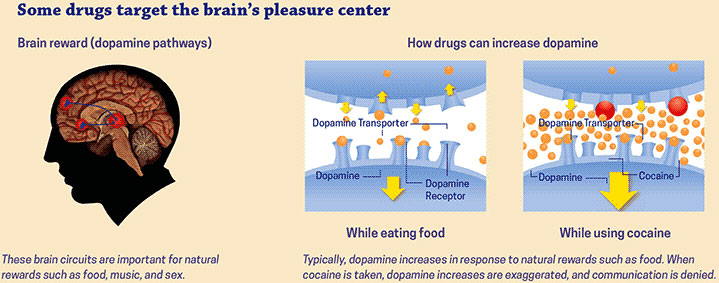 Some drugs target the brain's pleasure center Some drugs target the brain's pleasure center