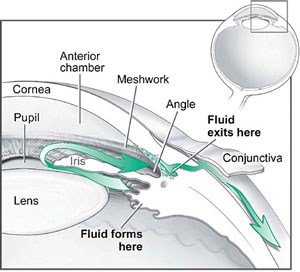 Illustration of drainage system of the eye