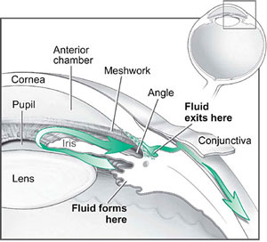 Illustration of drainage system of the eye Illustration of drainage system of the eye