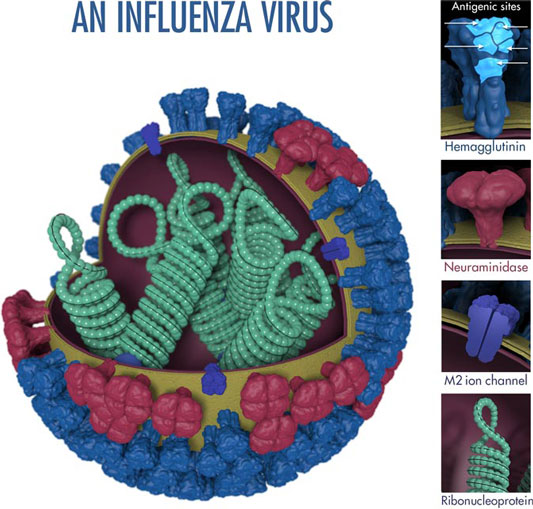 An illustration of an influenza virus.