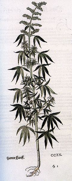 Cannabis Sativa Botanical Drawing