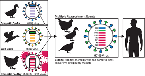 H7N9 Virus in China 2013 Diagram: H7N9 Virus in China 2013