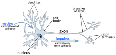 A healthy neuron showing axons and dendrites.