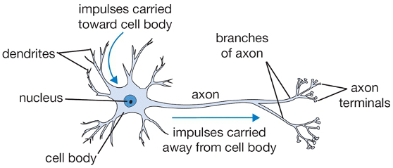 Image: Healthy Neuron Showing Nucleus, Cell Body, Dendrites, and Axons