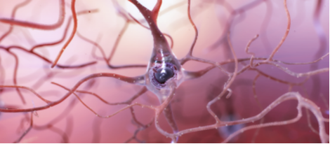 Image: Healthy Neuron with Many Connections