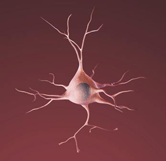 A graphic represntation of a healthy neuron.