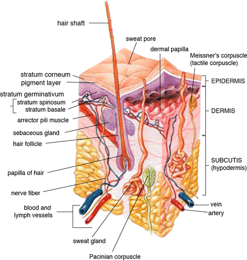 Illustration: Anatomy of the Human Skin