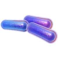 An illustration of a Bacillus or rod-shaped bacterium.