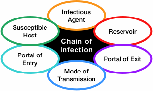 The chain of infection.