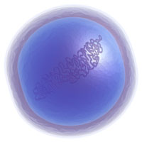 An illustration of a coccus bacterium. 