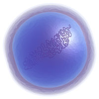Coccus Bacterium An illustration of a coccus bacterium.