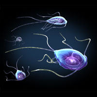 ilustrare a trofozoitelor giardia