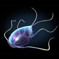 An image of a giardia protozoa.