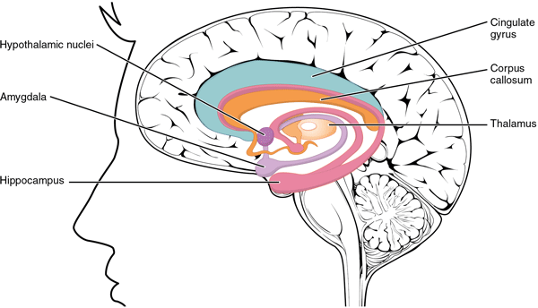 Illustration: The Limbic System