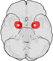 Illustration of human brain showing location of amygdala