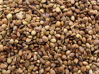 Photo of Hemp Seeds