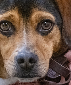 A photo of a detector dog.