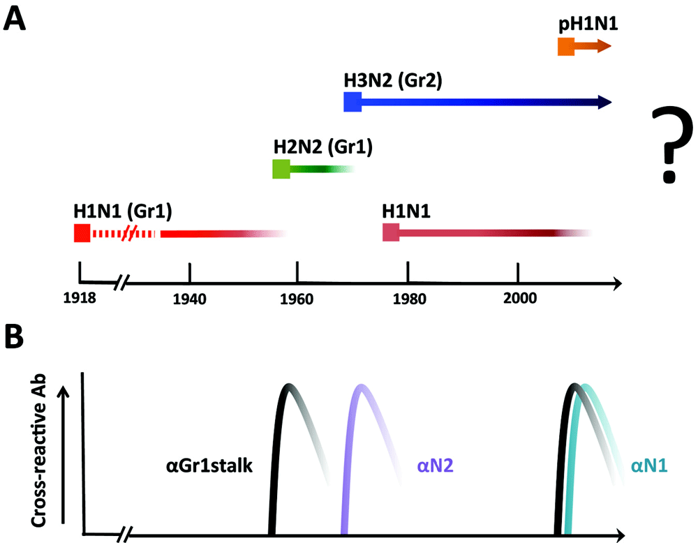 Graphs of Influenza A Viruses Circulating in the Human Population and Antibody Responses