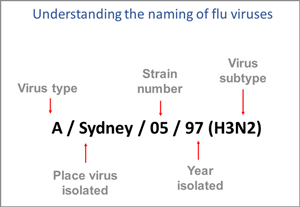 Chart Showing How Flu Viruses are Names
