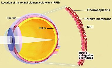 Illustration of the eye showing the location of the retina and its retinal pigment epithelium (RPE).