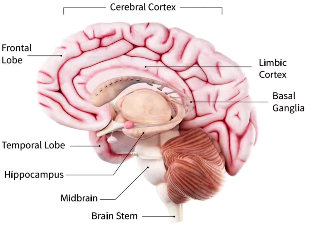 Image: Parts of the Brain
