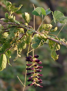 Photo: Mucuna Pruriens Plant