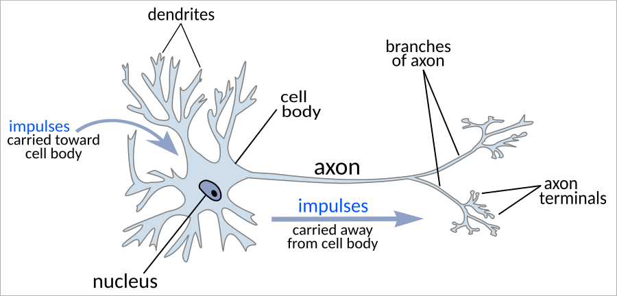 Illustration: Healthy Neuron