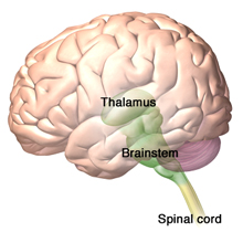 A illustration of the destinations of the spino­thalamic and spinoreticular tracts in the brain