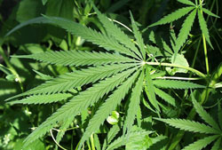 Cannabis Sativa A photograph of a marijuana leaf.
