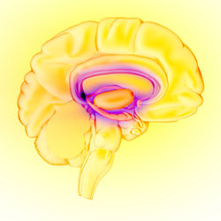 Drawing of the brain's limbic system.