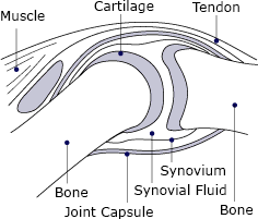 A drawing of a normal joint.