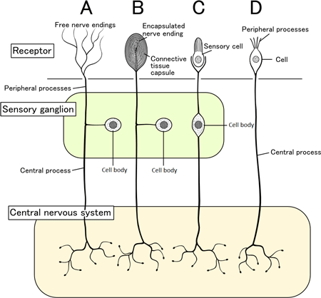 An illustration of sensory pathways from the skin to the spinal cord to the brain.