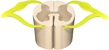A section of a lumbar vertebra showing the sensory nerves.