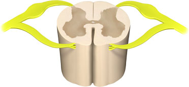Sensory Nerves Entering the Spinal Cord A section of a lumbar vertebra showing the sensory nerves.