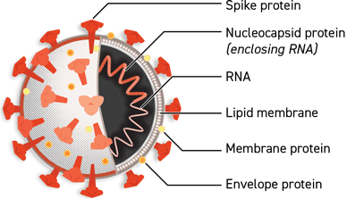 Illustration of the SARS-CoV-2 structure