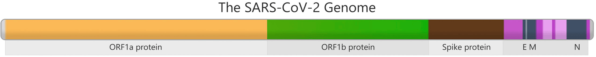 Illustration: SARS-CoV2 Genome