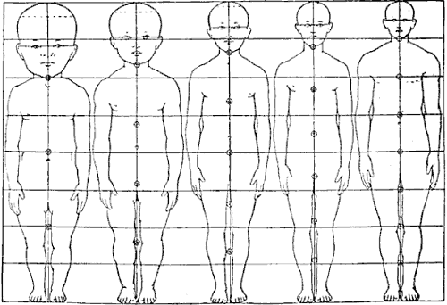 An illustration of comparative head sizes over the human lifespan.