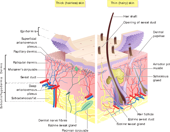 Illustration: cross section of human skin