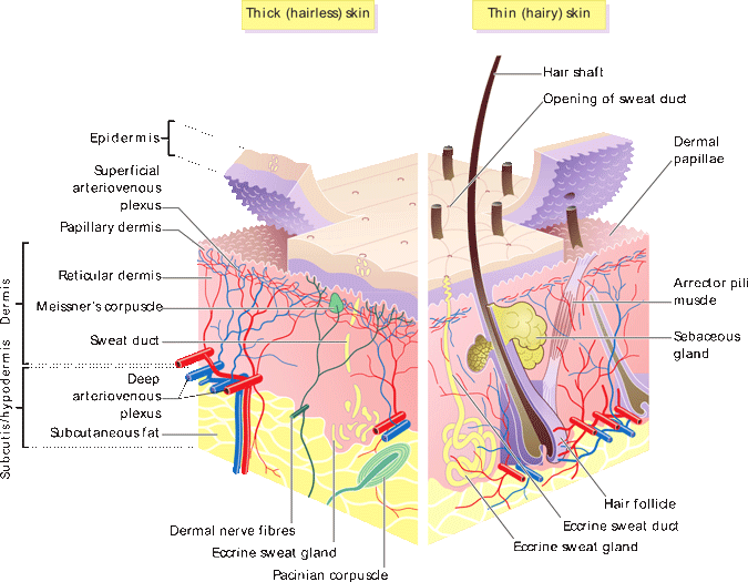 Illustration: cross section of human skin Illustration: cross section of human skin