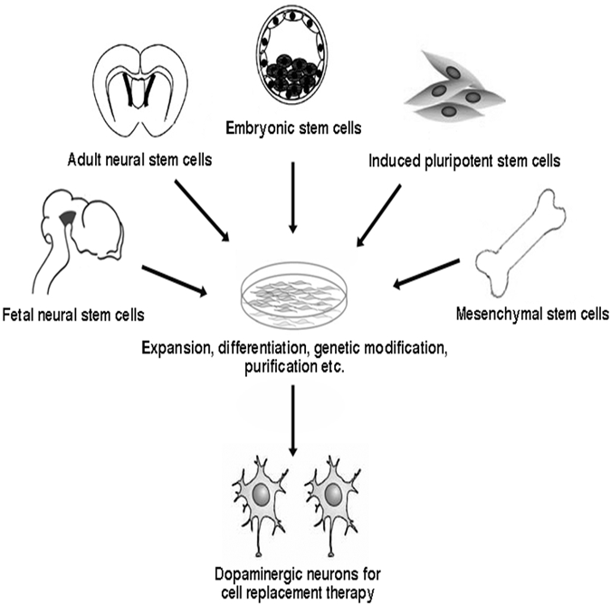 Types of Stem Cells illustration of stem cell types