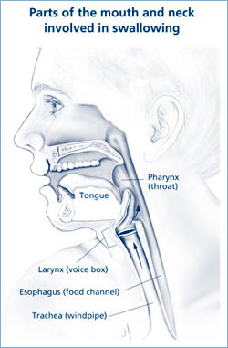 A drawing showing the parts of the mouth and neck involved in swallowing.