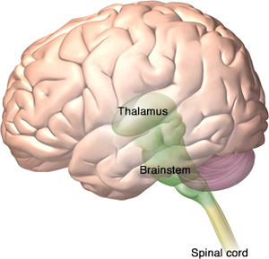 brain illustration showing the location of the thalamus