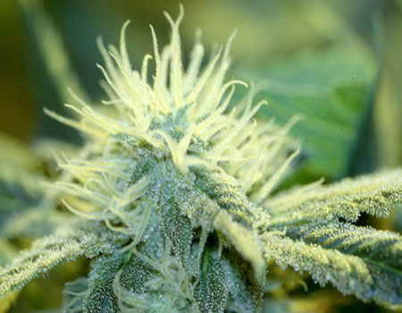 Photo of Cannabis Plant Showing Trichomes